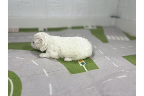 販売中の愛知県のマルチーズ-395450の2枚目