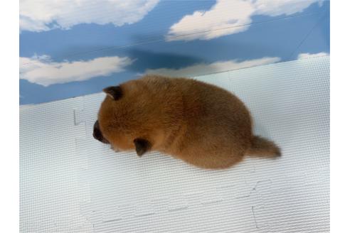 販売中の愛知県の豆柴-395455の2枚目