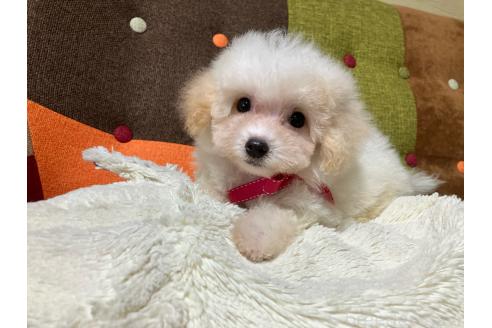 販売中の福岡県のマルプー:マルチーズ×トイプードル-395461の1枚目