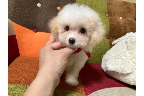 販売中の福岡県のマルプー:マルチーズ×トイプードル-395461の9枚目