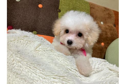販売中の福岡県のマルプー:マルチーズ×トイプードル-395461の4枚目
