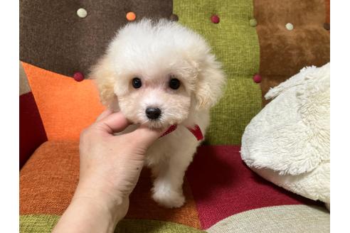 販売中の福岡県のマルプー:マルチーズ×トイプードル-395461の3枚目