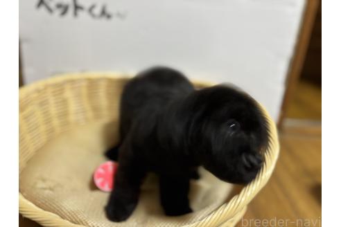 成約済の千葉県のトイプードル-389217の2枚目