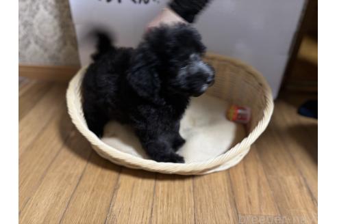 成約済の千葉県のトイプードル-389218の3枚目