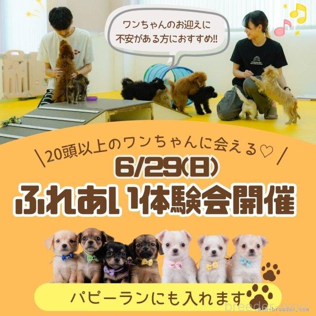 販売中の神奈川県のチワワ(ロングコート)-395480の8枚目