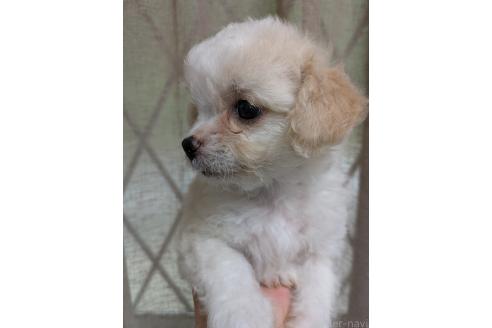 販売中の三重県のミックス犬-387885の3枚目