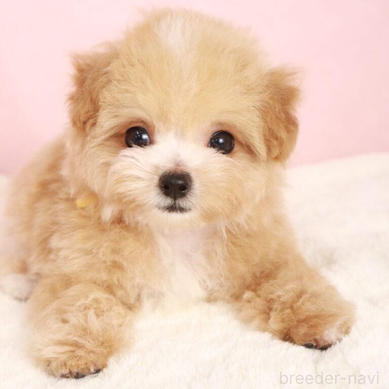 販売中の栃木県のマルプー:マルチーズ×トイプードル-395487の3枚目