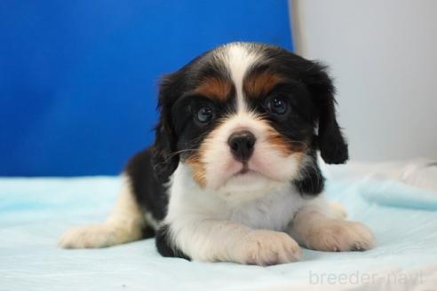 販売中の愛知県のキャバリアキングチャールズスパニエル-395489