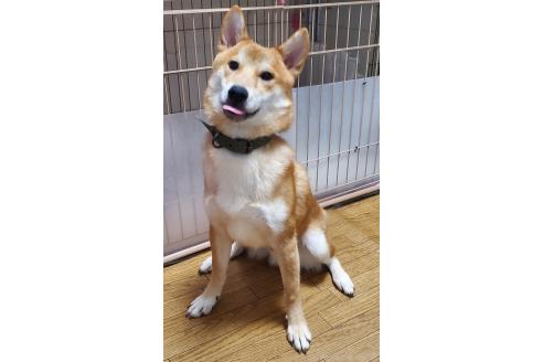 販売中の千葉県の柴犬-356791