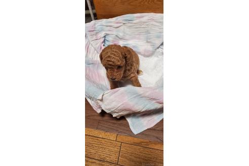 販売中の千葉県のタイニープードル-395496の4枚目