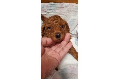 販売中の千葉県のタイニープードル-395501の5枚目