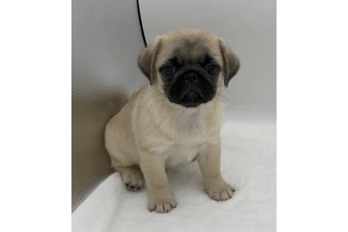 販売中の静岡県のミックス犬-395498