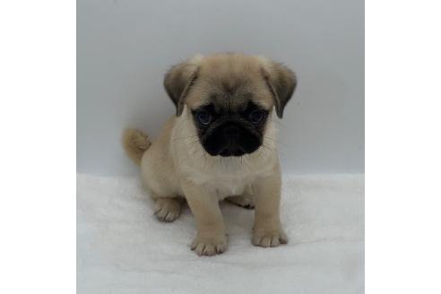 販売中の静岡県のミックス犬-395498の4枚目