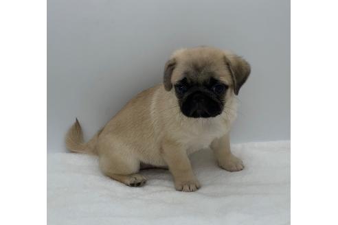 販売中の静岡県のミックス犬-395498の2枚目