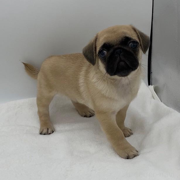 販売中の静岡県のミックス犬-395502の5枚目
