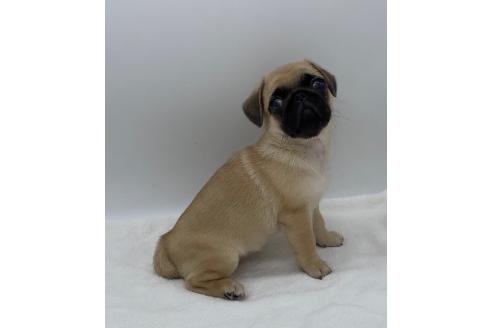 販売中の静岡県のミックス犬-395502の4枚目