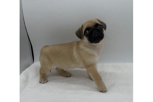 販売中の静岡県のミックス犬-395502の2枚目