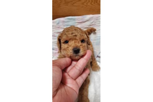 販売中の千葉県のタイニープードル-395507の5枚目