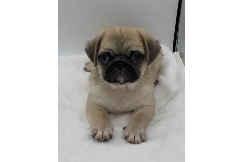 販売中の静岡県のミックス犬-395506の1枚目