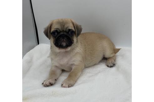 販売中の静岡県のミックス犬-395506の7枚目