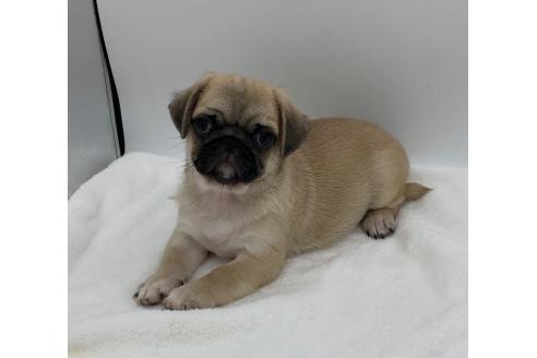 販売中の静岡県のミックス犬-395506の5枚目