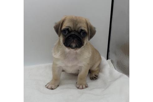 販売中の静岡県のミックス犬-395506の6枚目