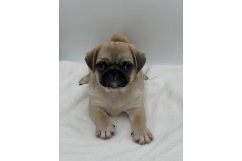 販売中の静岡県のミックス犬-395506の4枚目