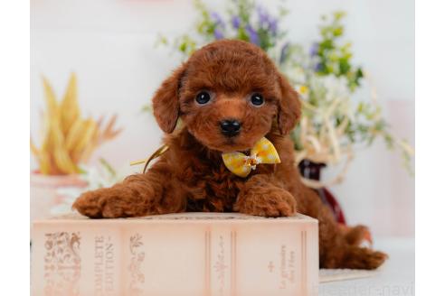 販売中の神奈川県のトイプードル-395518の9枚目