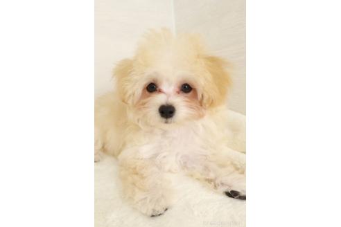販売中の栃木県のマルプー:マルチーズ×トイプードル-395519の6枚目