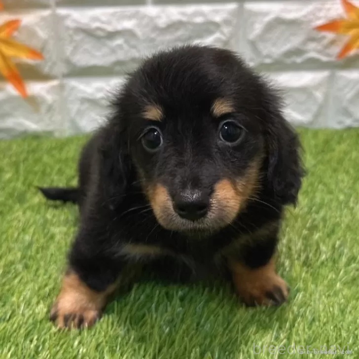 成約済の愛知県のミニチュアダックスフンド(ロングヘアード)-394353