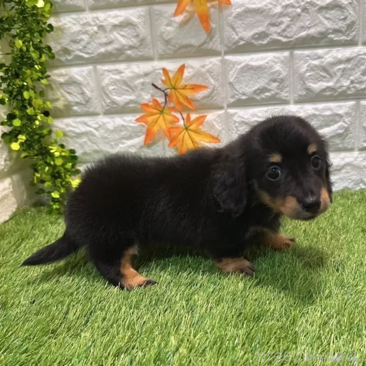 成約済の愛知県のミニチュアダックスフンド(ロングヘアード)-394353の5枚目