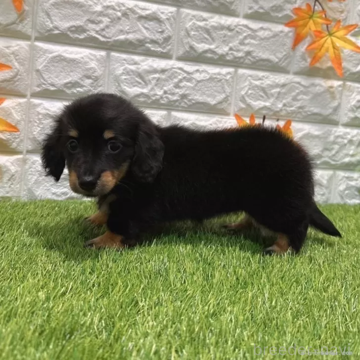 成約済の愛知県のミニチュアダックスフンド(ロングヘアード)-394353の4枚目