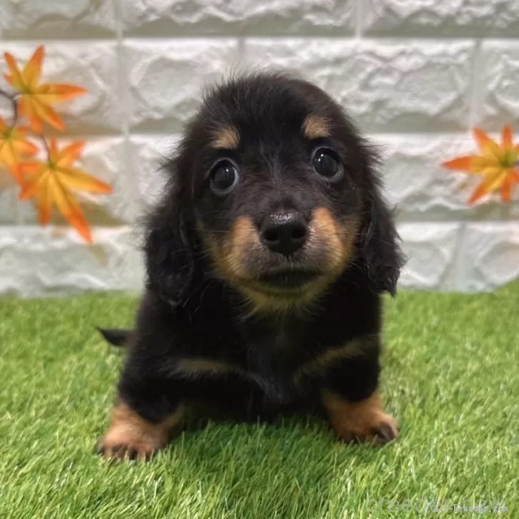 成約済の愛知県のミニチュアダックスフンド(ロングヘアード)-394353の3枚目