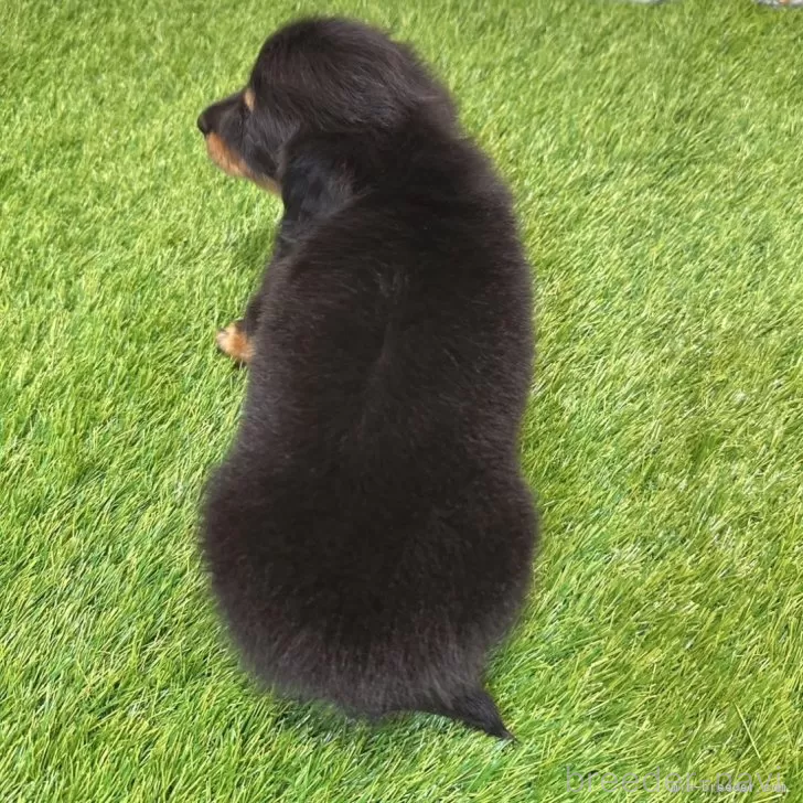 成約済の愛知県のミニチュアダックスフンド(ロングヘアード)-394353の2枚目