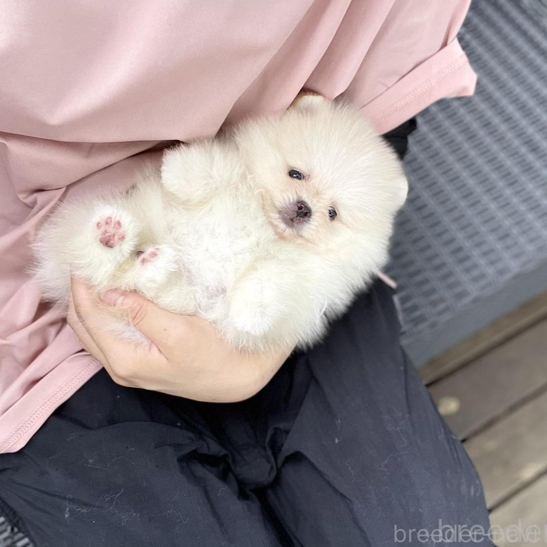 成約済の山梨県のポメラニアン-395530の14枚目