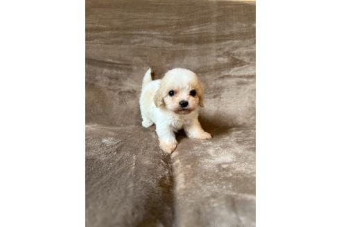 販売中の福岡県のミックス犬-395533の6枚目