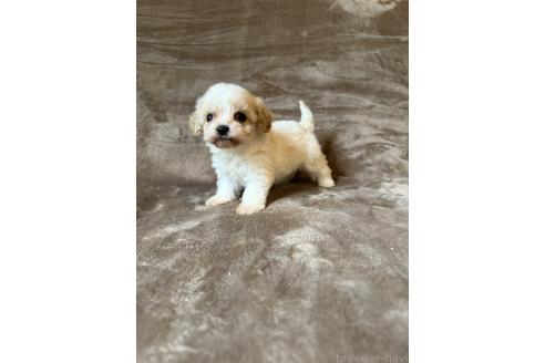 販売中の福岡県のミックス犬-395533の5枚目