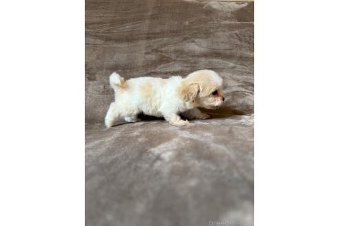 販売中の福岡県のミックス犬-395533の4枚目
