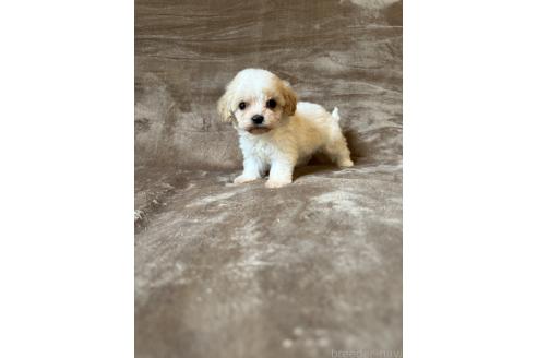 販売中の福岡県のミックス犬-395533の3枚目
