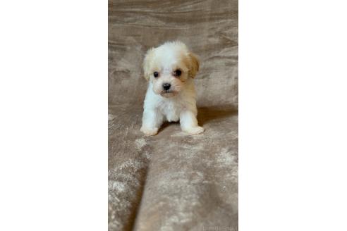 販売中の福岡県のミックス犬-395533の2枚目