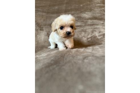 販売中の福岡県のミックス犬-395536の5枚目
