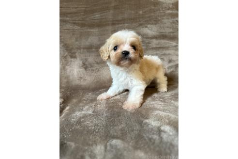 販売中の福岡県のミックス犬-395536の4枚目