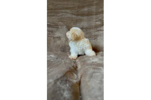 販売中の福岡県のミックス犬-395536の3枚目