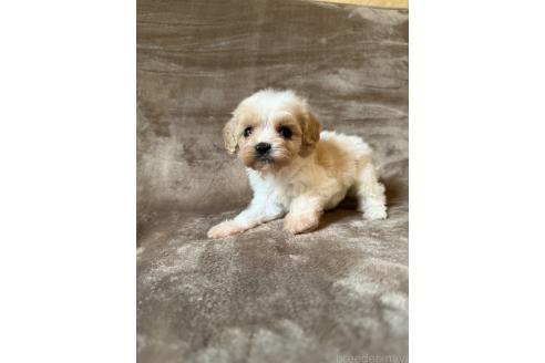 販売中の福岡県のミックス犬-395536の2枚目