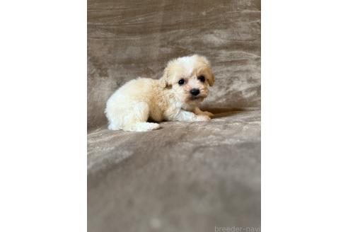 販売中の福岡県のミックス犬-395538の5枚目
