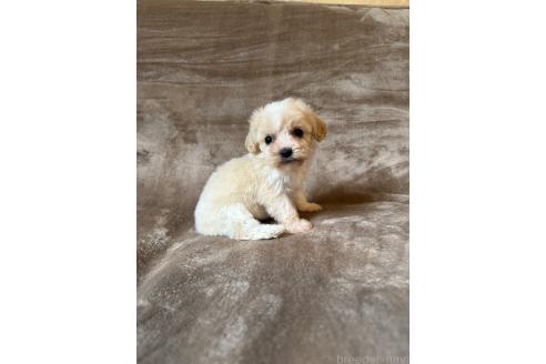 販売中の福岡県のミックス犬-395538の4枚目