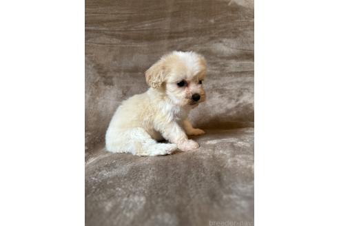 販売中の福岡県のミックス犬-395538の3枚目