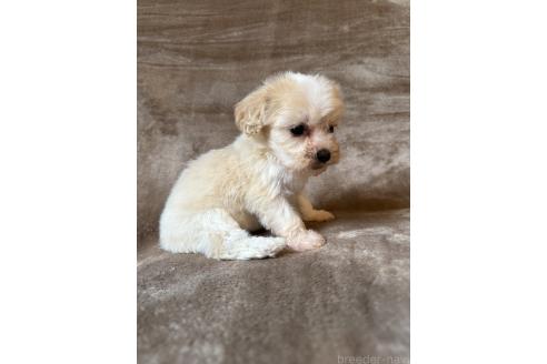 販売中の福岡県のミックス犬-395538の2枚目