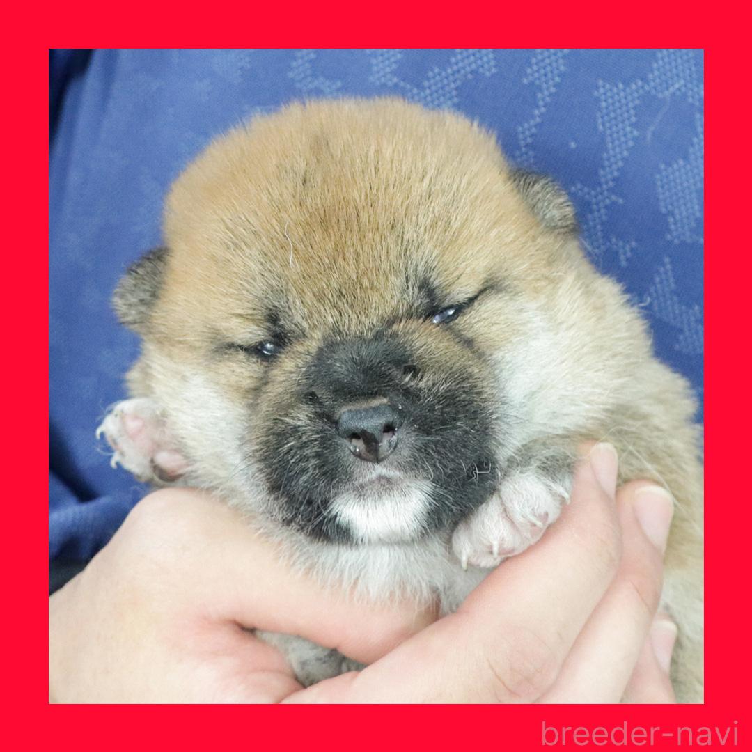 販売中の愛知県の柴犬-395542