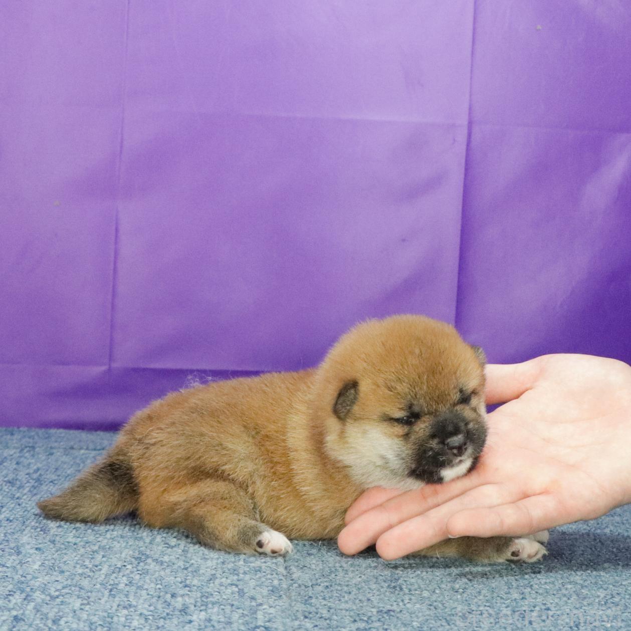 販売中の愛知県の柴犬-395542の3枚目